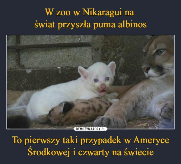 
    W zoo w Nikaragui na 
świat przyszła puma albinos To pierwszy taki przypadek w Ameryce Środkowej i czwarty na świecie