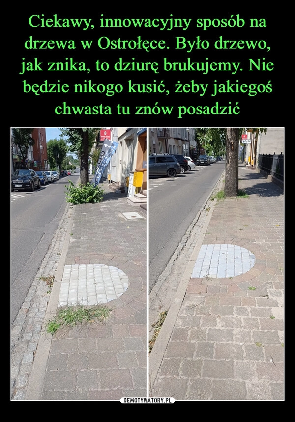 
    Ciekawy, innowacyjny sposób na drzewa w Ostrołęce. Było drzewo, jak znika, to dziurę brukujemy. Nie będzie nikogo kusić, żeby jakiegoś chwasta tu znów posadzić