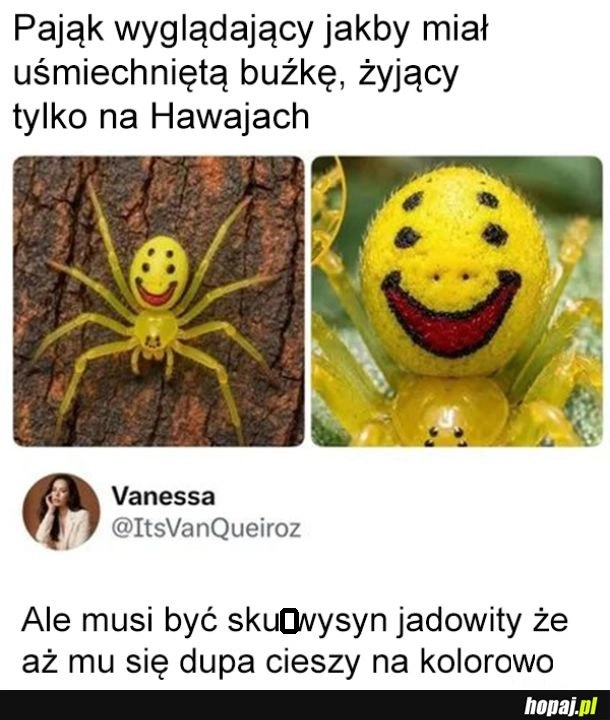 
    Pajączek
