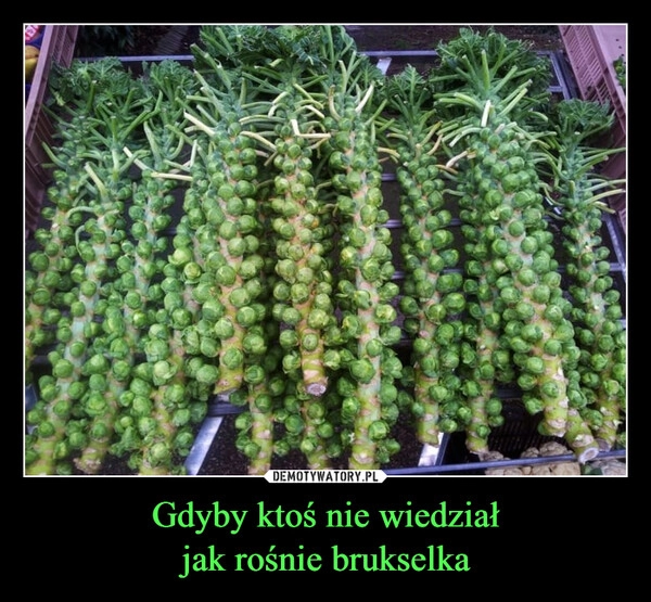 
    Gdyby ktoś nie wiedział
jak rośnie brukselka