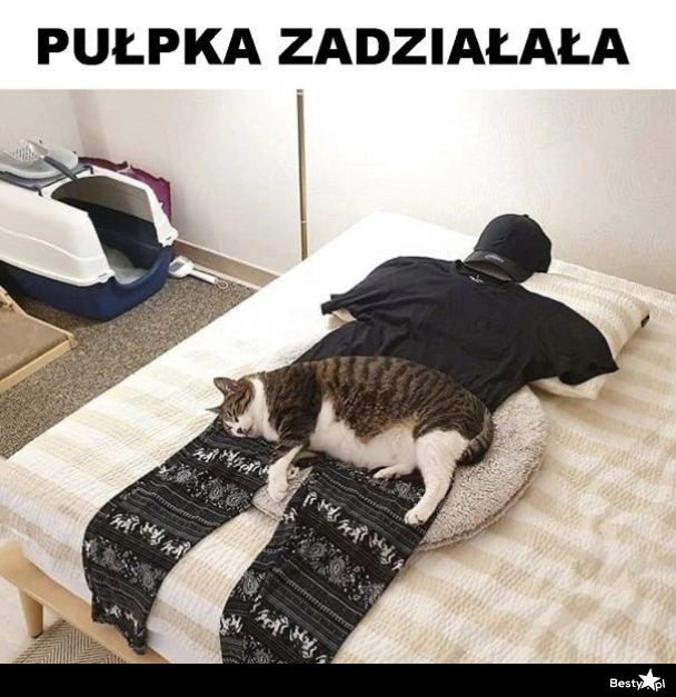 
    Pułapka na kota 