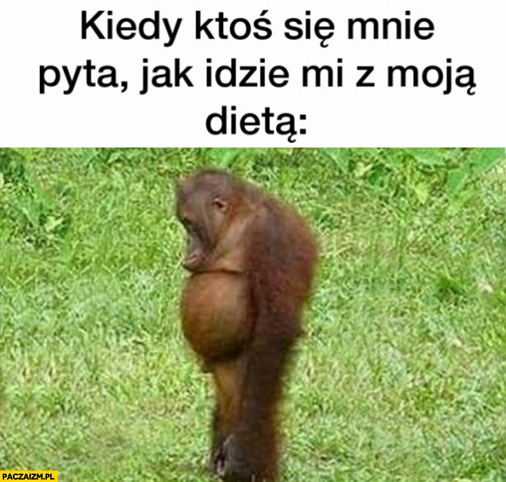 
    Kiedy ktoś się mnie pyta jak mi idzie z moją dieta Kamil smutna małpa goryl