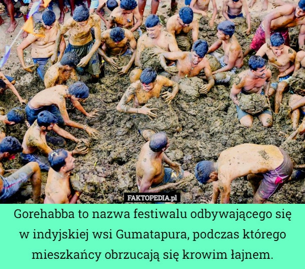 
    Gorehabba to nazwa festiwalu odbywającego się w indyjskiej wsi Gumatapura,