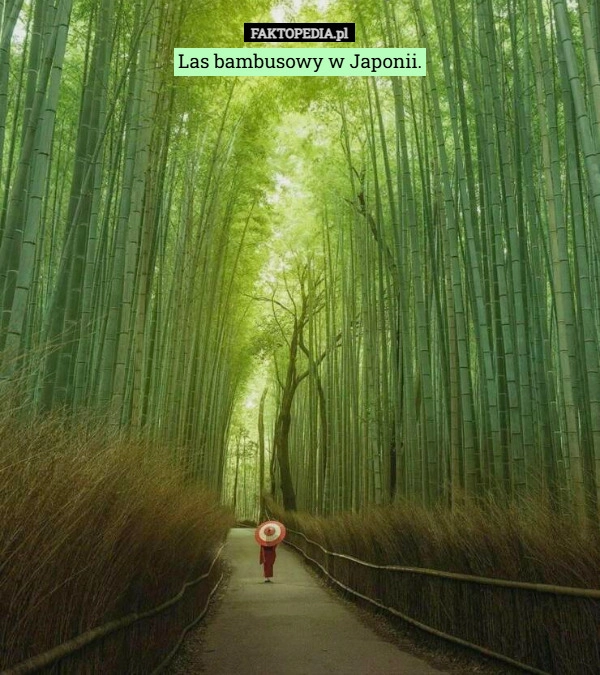 
    Las bambusowy w Japonii.