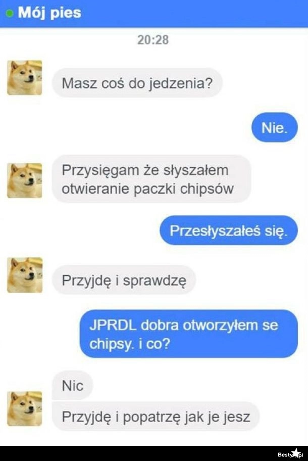 
    Małe psy już takie są