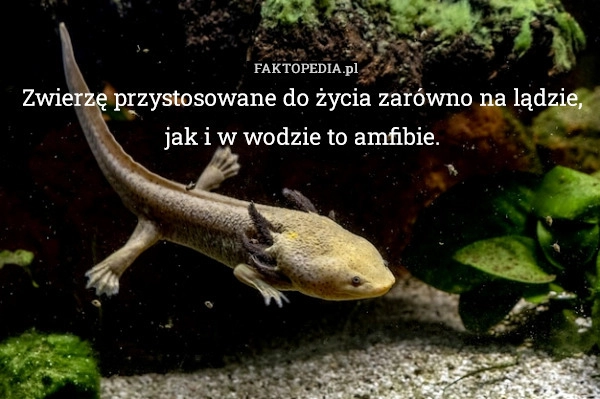 
    Zwierzę przystosowane do życia zarówno na lądzie, jak i w wodzie to amfibie.