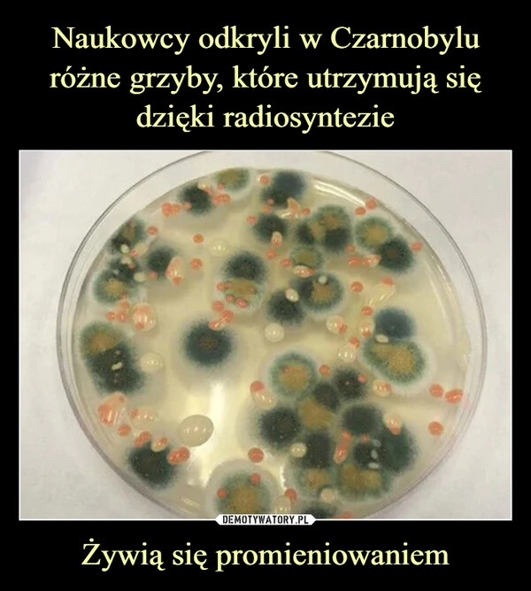 
    Naukowcy odkryli w Czarnobylu różne grzyby, które utrzymują się dzięki radiosyntezie Żywią się promieniowaniem