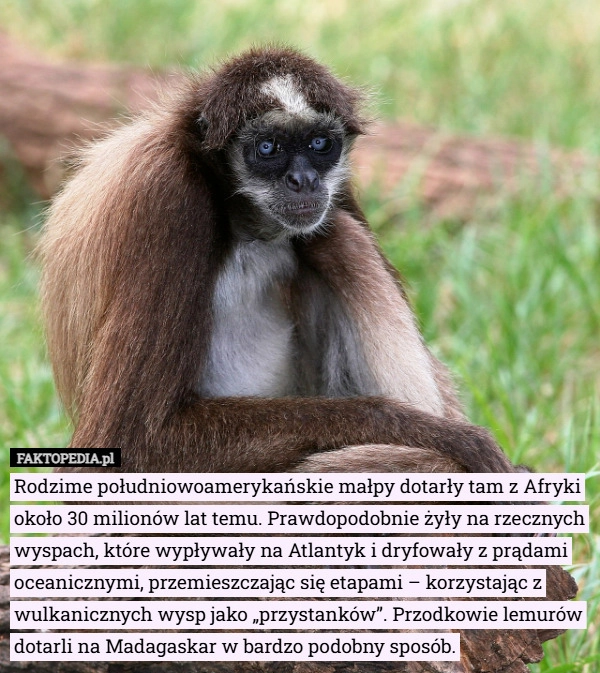
    Rodzime południowoamerykańskie małpy dotarły tam z Afryki około 30 milionów...