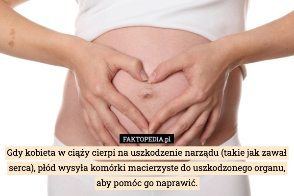 
    Gdy kobieta w ciąży cierpi na uszkodzenie narządu (takie jak zawał serca),