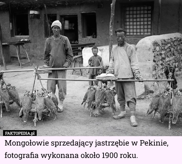 
    Mongołowie sprzedający jastrzębie w Pekinie, fotografia wykonana około 1900