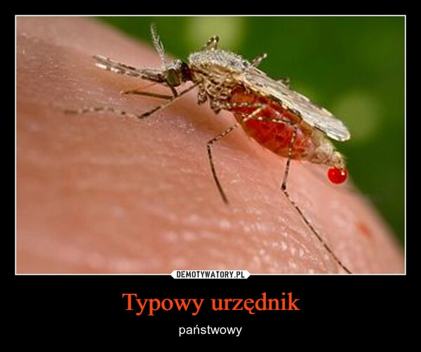 
    Typowy urzędnik