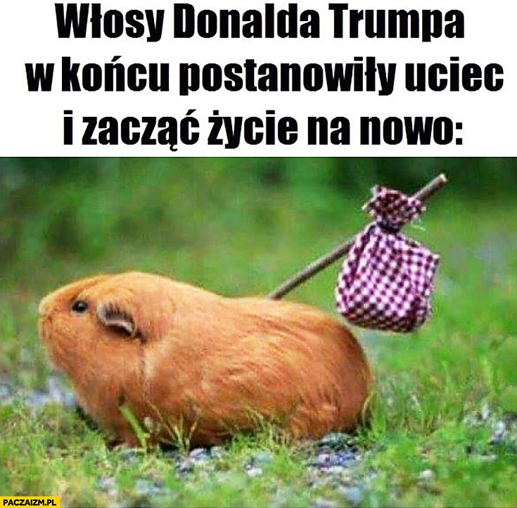 
    Włosy Donalda Trumpa w końcu postanowiły uciec i zacząć życie na nowo chomik świnka morska