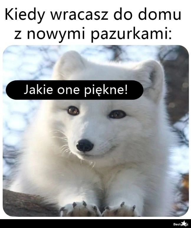 
    Zawsze zachwycają 