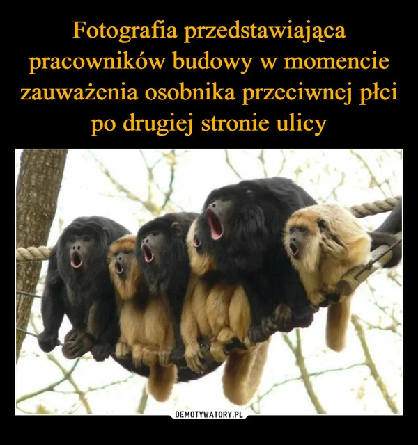 
    Fotografia przedstawiająca pracowników budowy w momencie zauważenia osobnika przeciwnej płci po drugiej stronie ulicy