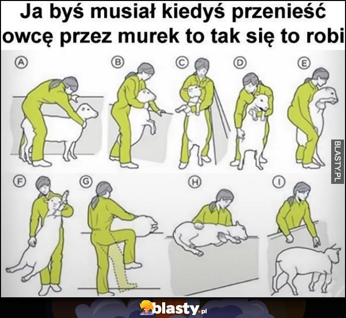 
    Jakbyś musiał kiedyś przenieść owcę przez murek to tak się to robi instrukcja poradnik