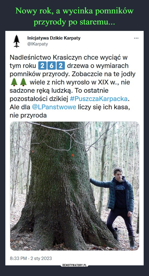 
    Nowy rok, a wycinka pomników przyrody po staremu... 