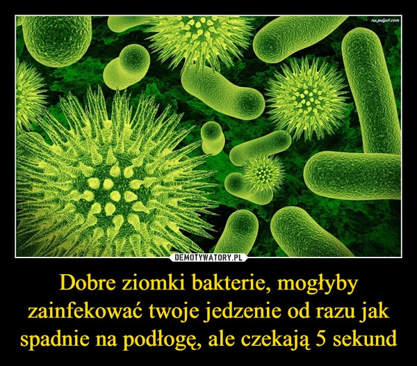 
    Dobre ziomki bakterie, mogłyby zainfekować twoje jedzenie od razu jak spadnie na podłogę, ale czekają 5 sekund