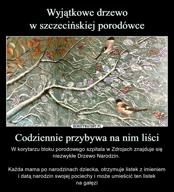 
    Wyjątkowe drzewo
w szczecińskiej porodówce Codziennie przybywa na nim liści