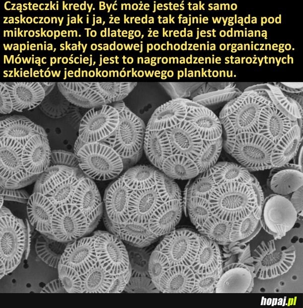 
    Kreda pod mikroskopem