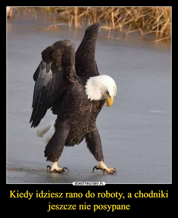 
    Kiedy idziesz rano do roboty, a chodniki jeszcze nie posypane