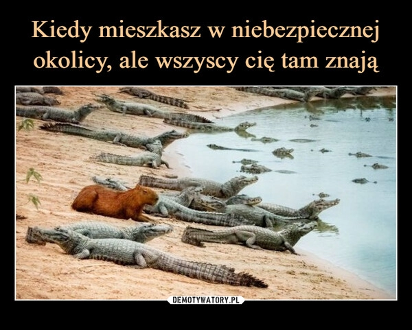 
    Kiedy mieszkasz w niebezpiecznej okolicy, ale wszyscy cię tam znają