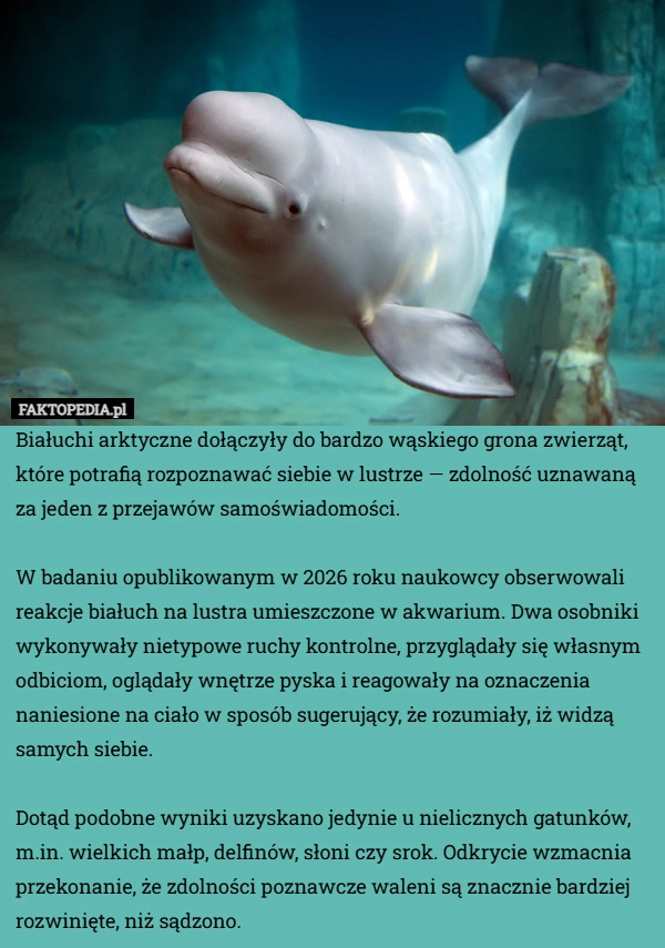 
    Białuchi arktyczne dołączyły do bardzo wąskiego grona zwierząt, które potrafią
