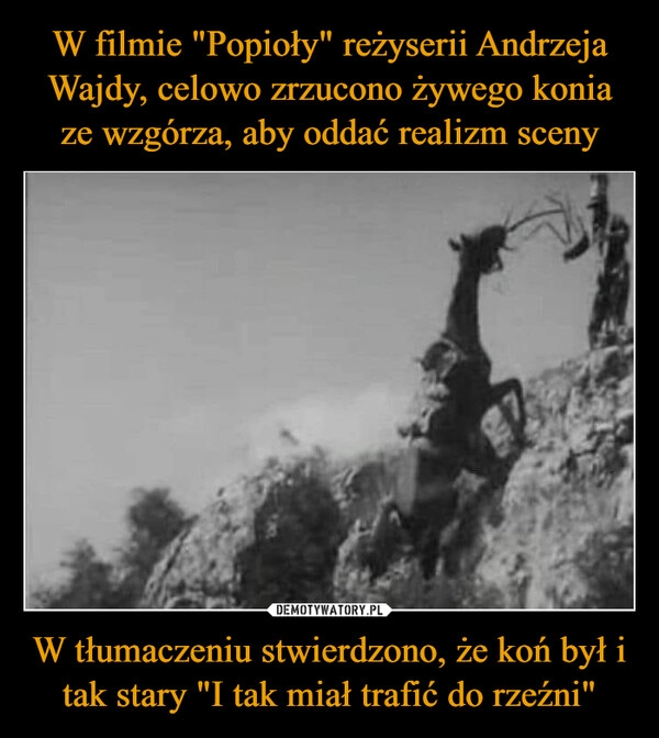 
    W filmie "Popioły" reżyserii Andrzeja Wajdy, celowo zrzucono żywego konia ze wzgórza, aby oddać realizm sceny W tłumaczeniu stwierdzono, że koń był i tak stary "I tak miał trafić do rzeźni"