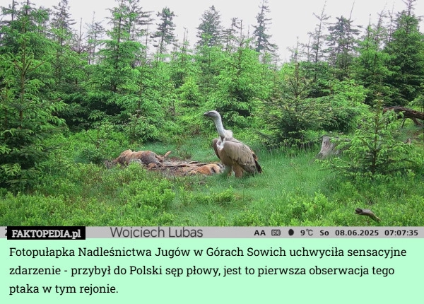 
    Fotopułapka Nadleśnictwa Jugów w Górach Sowich uchwyciła sensacyjne zdarzenie