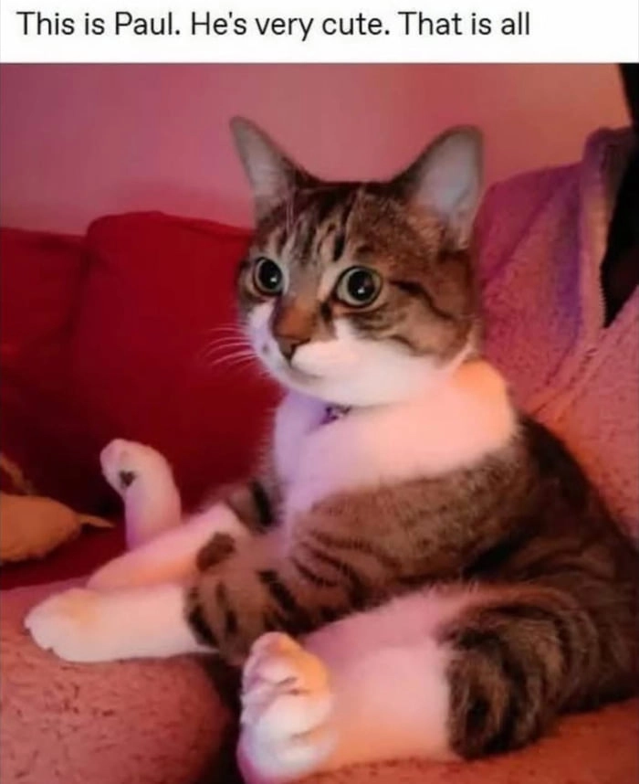 
    Paul says Meow
