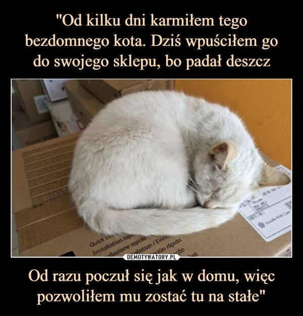 
    ''Od kilku dni karmiłem tego bezdomnego kota. Dziś wpuściłem go
do swojego sklepu, bo padał deszcz Od razu poczuł się jak w domu, więc pozwoliłem mu zostać tu na stałe"