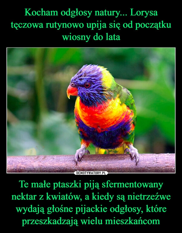 
    Kocham odgłosy natury... Lorysa tęczowa rutynowo upija się od początku wiosny do lata Te małe ptaszki piją sfermentowany nektar z kwiatów, a kiedy są nietrzeźwe wydają głośne pijackie odgłosy, które przeszkadzają wielu mieszkańcom