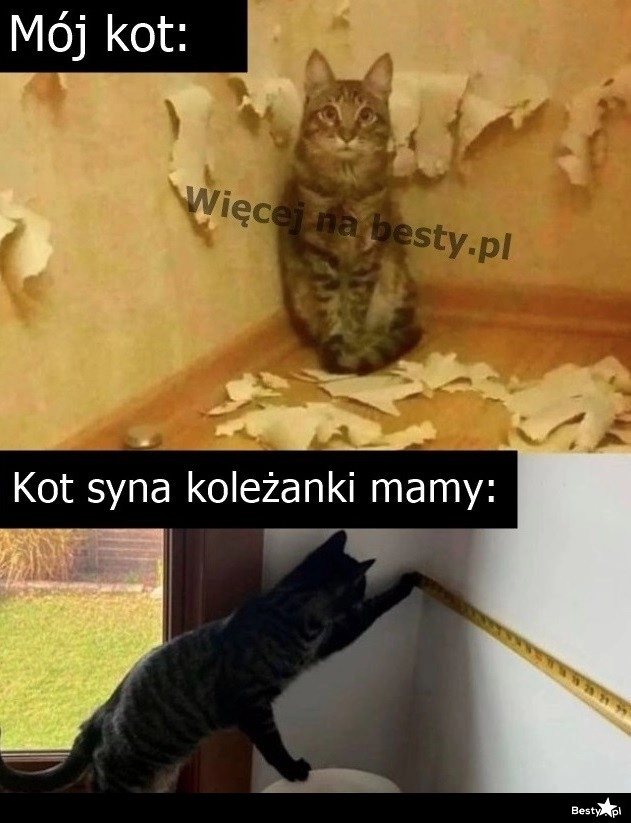 
    Kot syna koleżanki mamy 