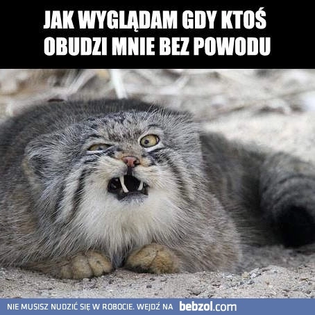 
    Gdy ktoś obudzi mnie bez powodu