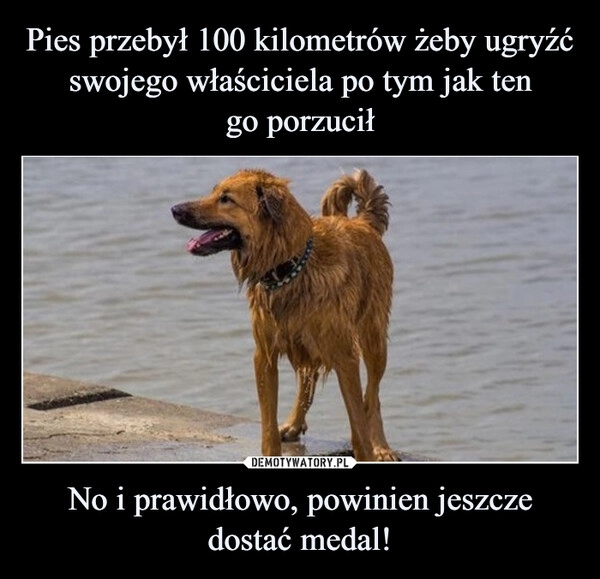 
    Pies przebył 100 kilometrów żeby ugryźć swojego właściciela po tym jak ten
go porzucił No i prawidłowo, powinien jeszcze dostać medal!