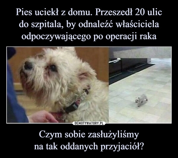 
    Pies uciekł z domu. Przeszedł 20 ulic
do szpitala, by odnaleźć właściciela odpoczywającego po operacji raka Czym sobie zasłużyliśmy
na tak oddanych przyjaciół?