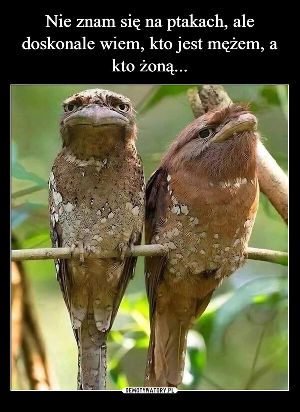 
    Nie znam się na ptakach, ale doskonale wiem, kto jest mężem, a kto żoną...