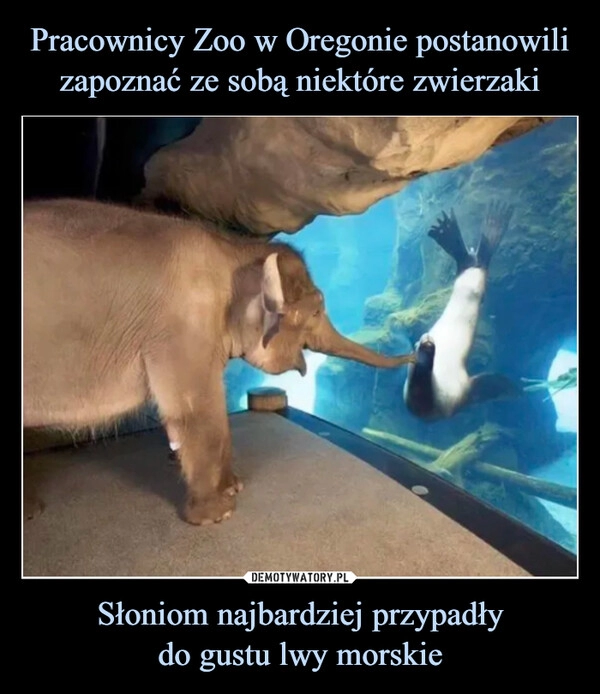 
    Pracownicy Zoo w Oregonie postanowili zapoznać ze sobą niektóre zwierzaki Słoniom najbardziej przypadły
do gustu lwy morskie