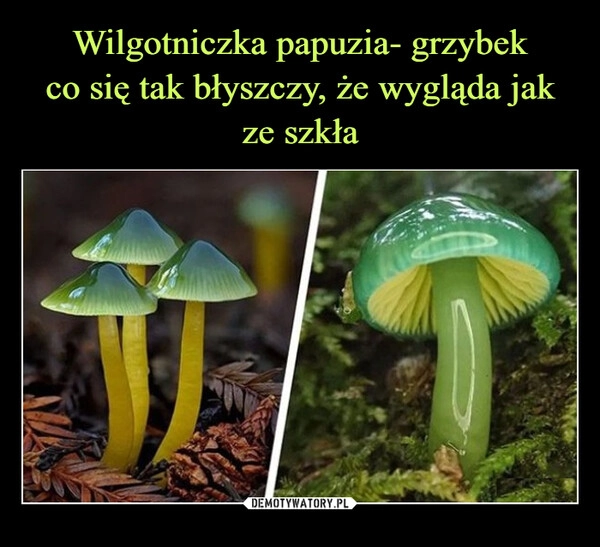 
    Wilgotniczka papuzia- grzybek
co się tak błyszczy, że wygląda jak ze szkła