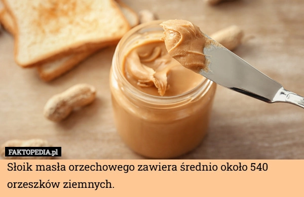
    Słoik masła orzechowego zawiera średnio około 540 orzeszków ziemnych.