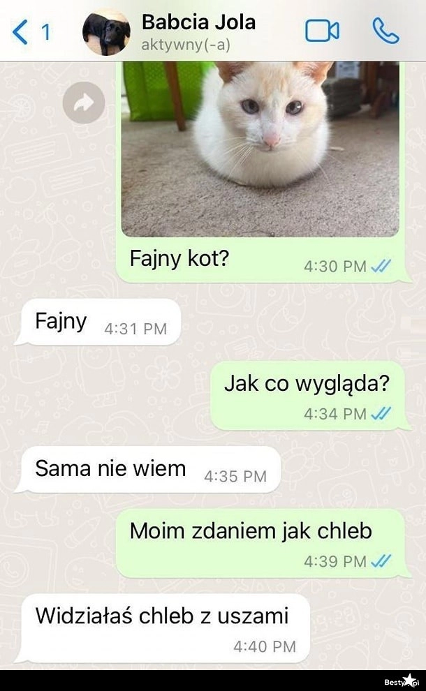 
    Jak wygląda kot 