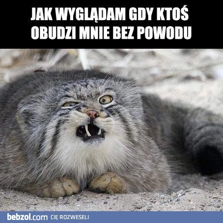 
    Gdy ktoś obudzi mnie bez powodu