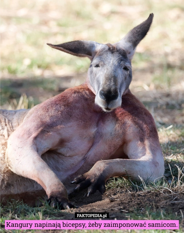 
    Kangury napinają bicepsy, żeby zaimponować samicom.