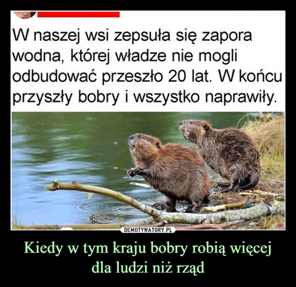 
    Kiedy w tym kraju bobry robią więcej dla ludzi niż rząd