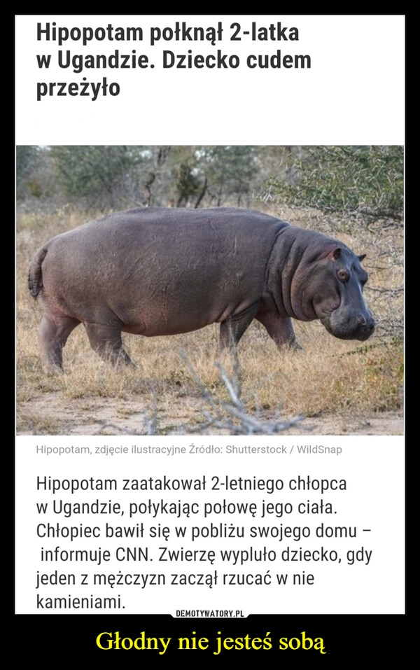 
    
Głodny nie jesteś sobą 