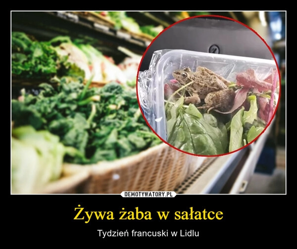 
    Żywa żaba w sałatce