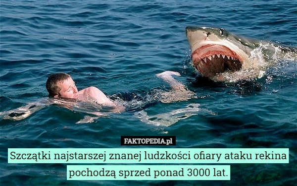 
    Szczątki najstarszej znanej ludzkości ofiary ataku rekina pochodzą sprzed