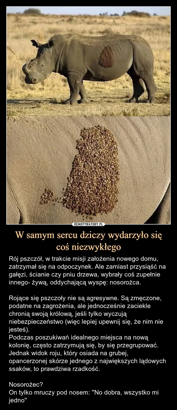 
    W samym sercu dziczy wydarzyło się coś niezwykłego