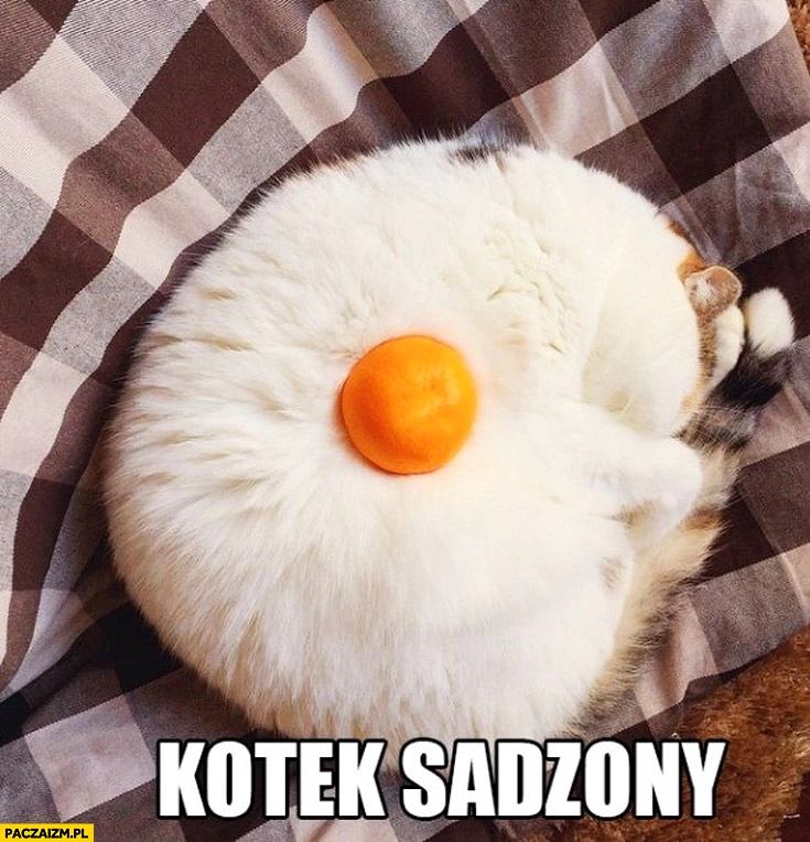 
    Kotek sadzony