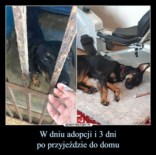 
    W dniu adopcji i 3 dni
po przyjeździe do domu