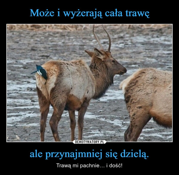 
    Może i wyżerają cała trawę ale przynajmniej się dzielą.